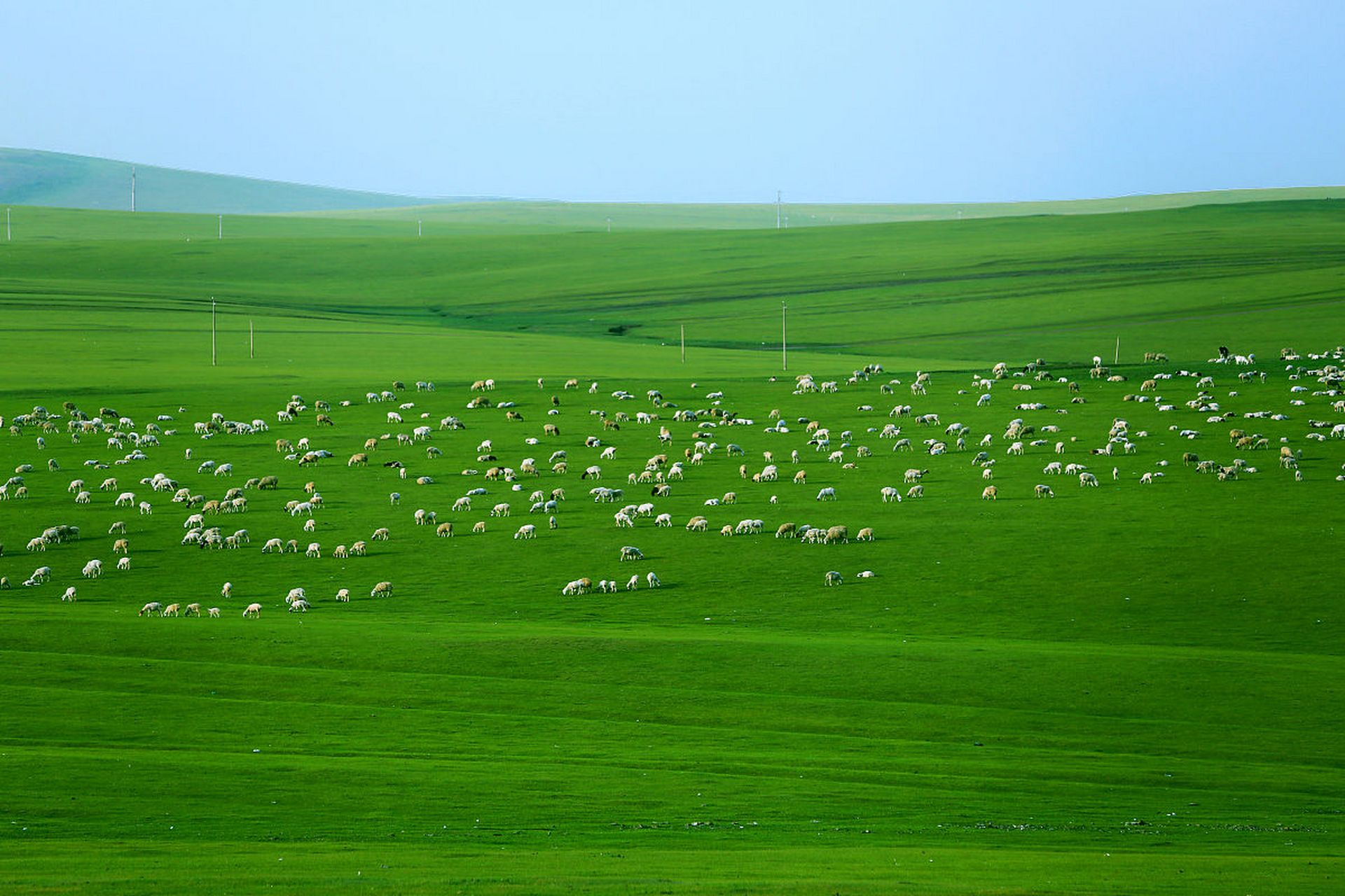 内蒙古呼伦贝尔大草原,有着"天堂草原"的美誉,夏季的大草原,真是美翻