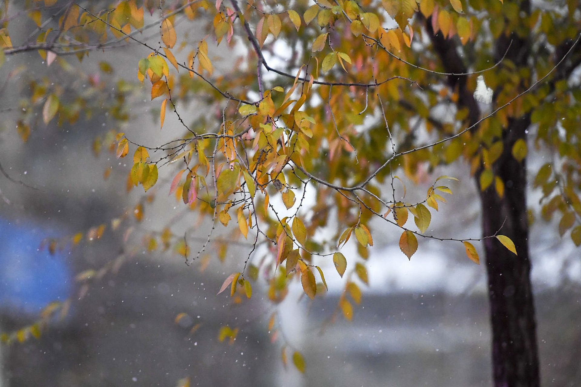 那场寒雨让秋色更浓郁,金黄落叶,火红枫叶和丰硕果实,在雨后更加亮丽