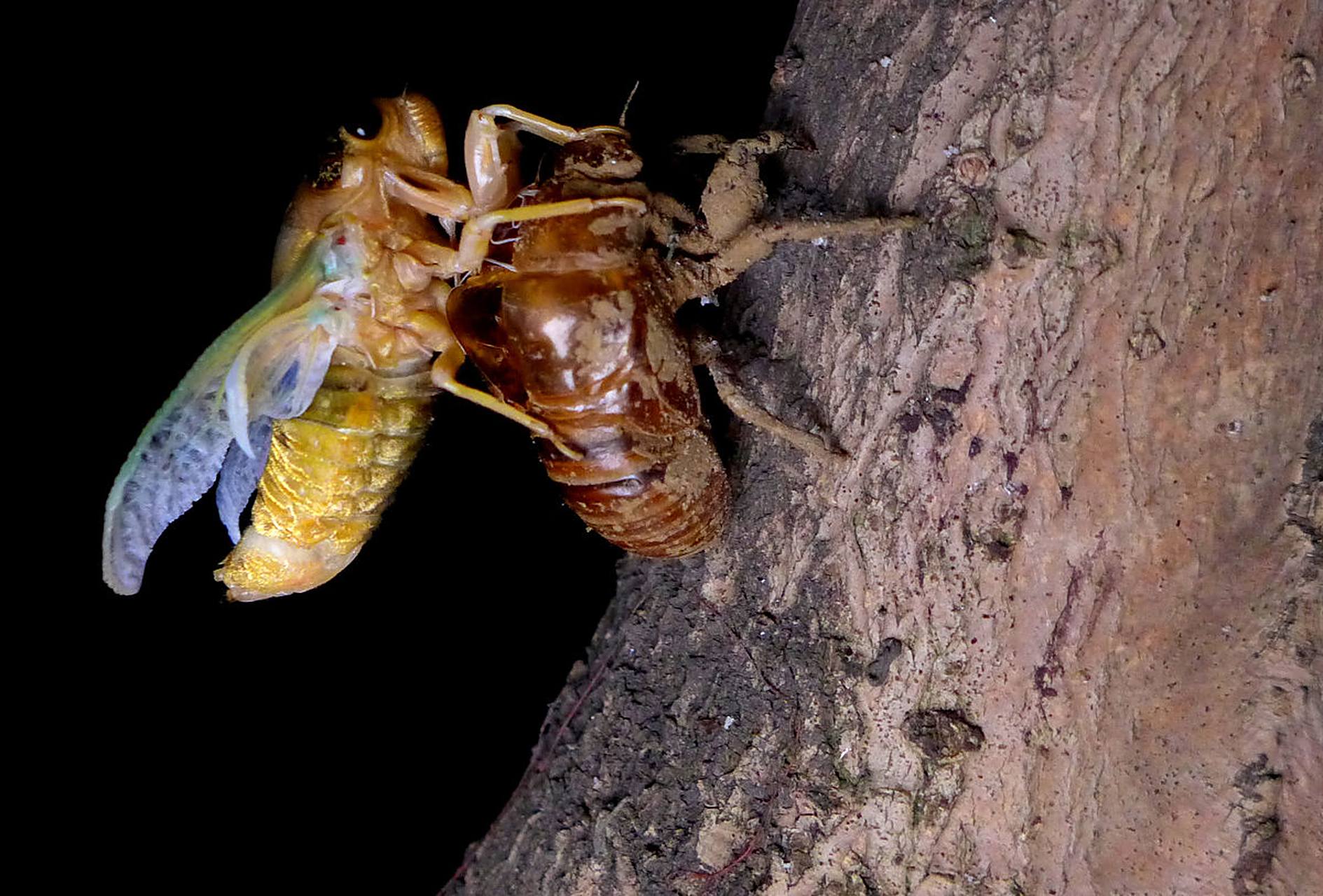 当蝉的身体在食物的营养供给下逐渐生长,原有的外骨骼壳就变得过于