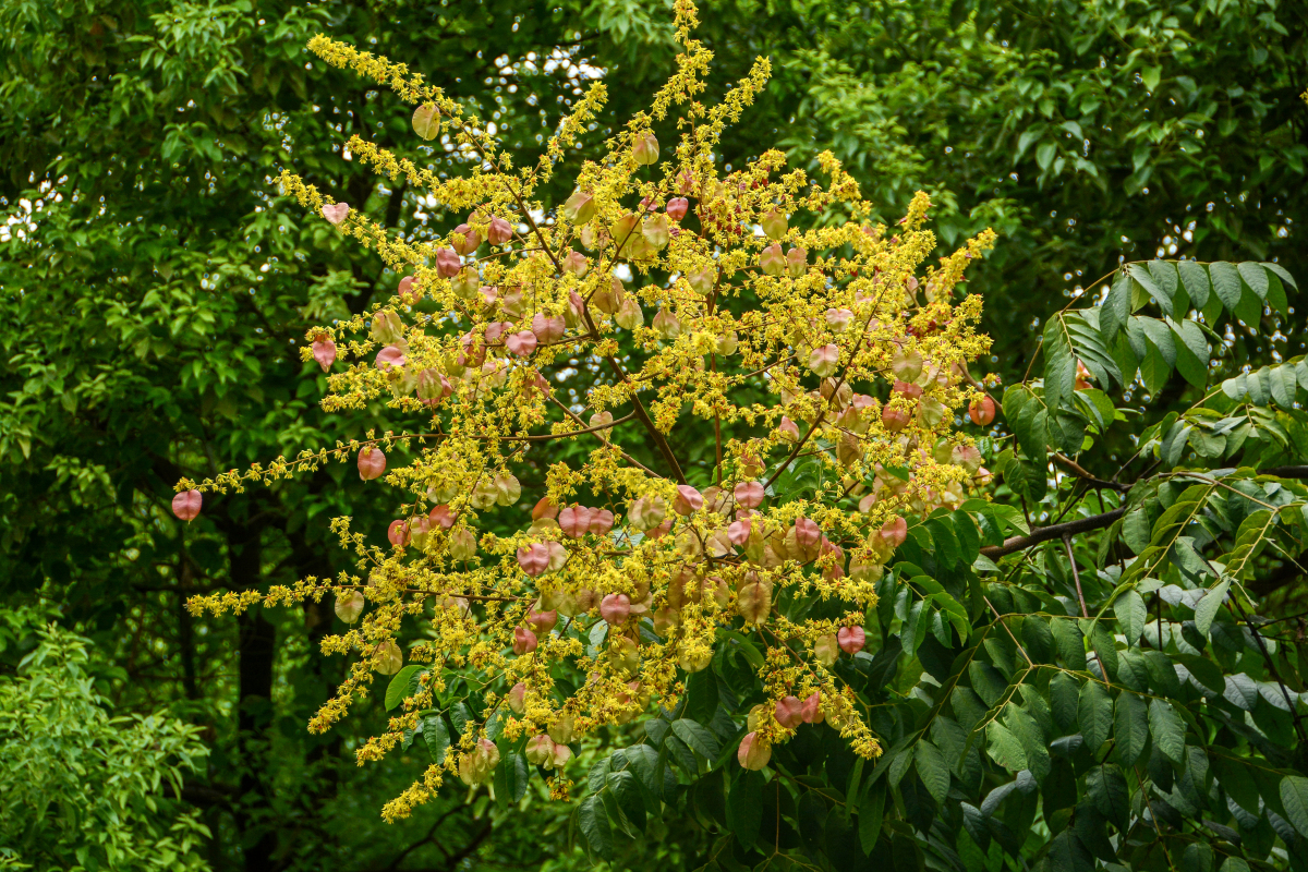 黄山栾诉秋意|开封原来是座浪漫之城,满城金黄里邂逅粉色浪漫