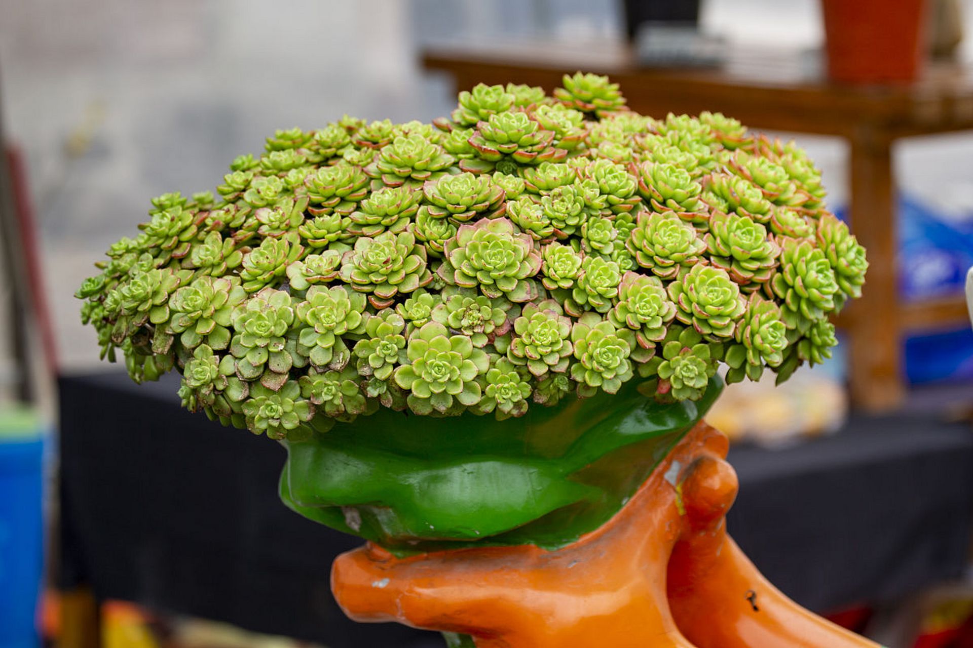 多肉植物,作为一种独特的植物品种,已经在国内形成了很大的流行度.