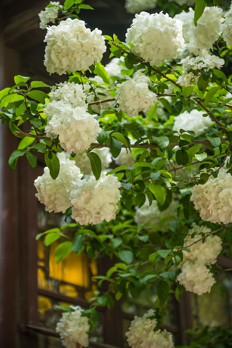一棵树木绣球花盛开,湾里罗亭镇花溪谷这里才是南昌最大的绣球花种植