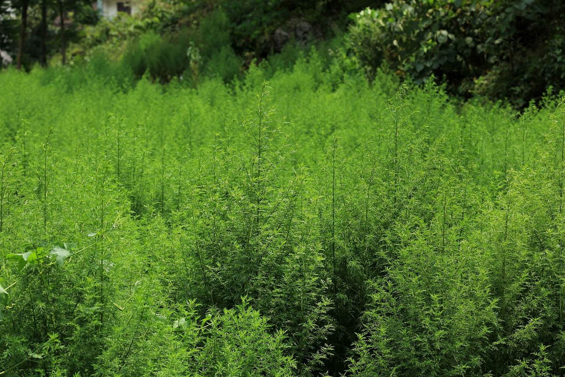 中药"青蒿"一一药性功效