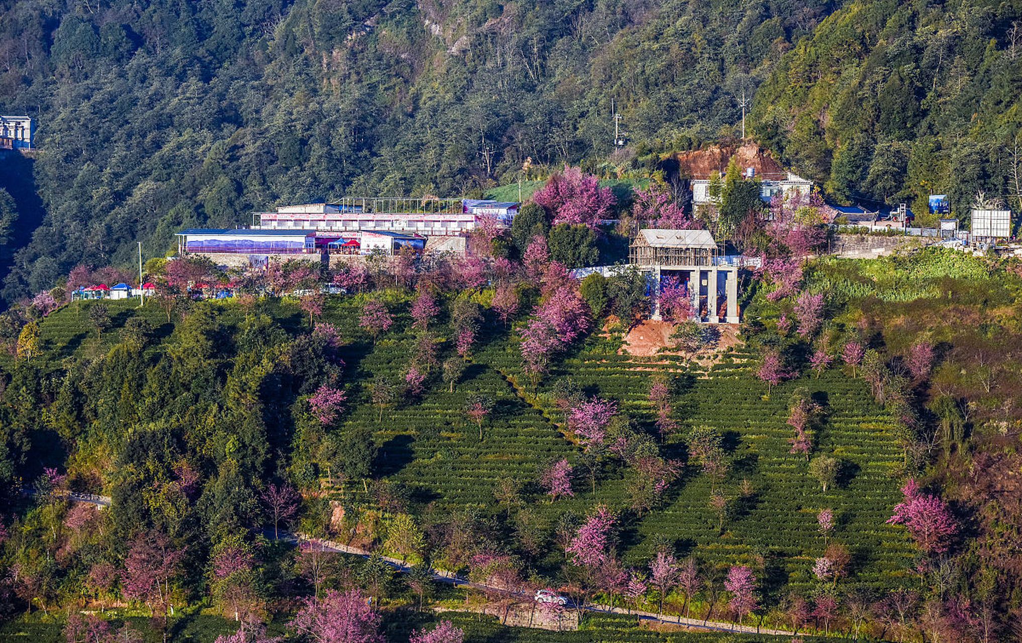 南涧樱花谷风景区图片