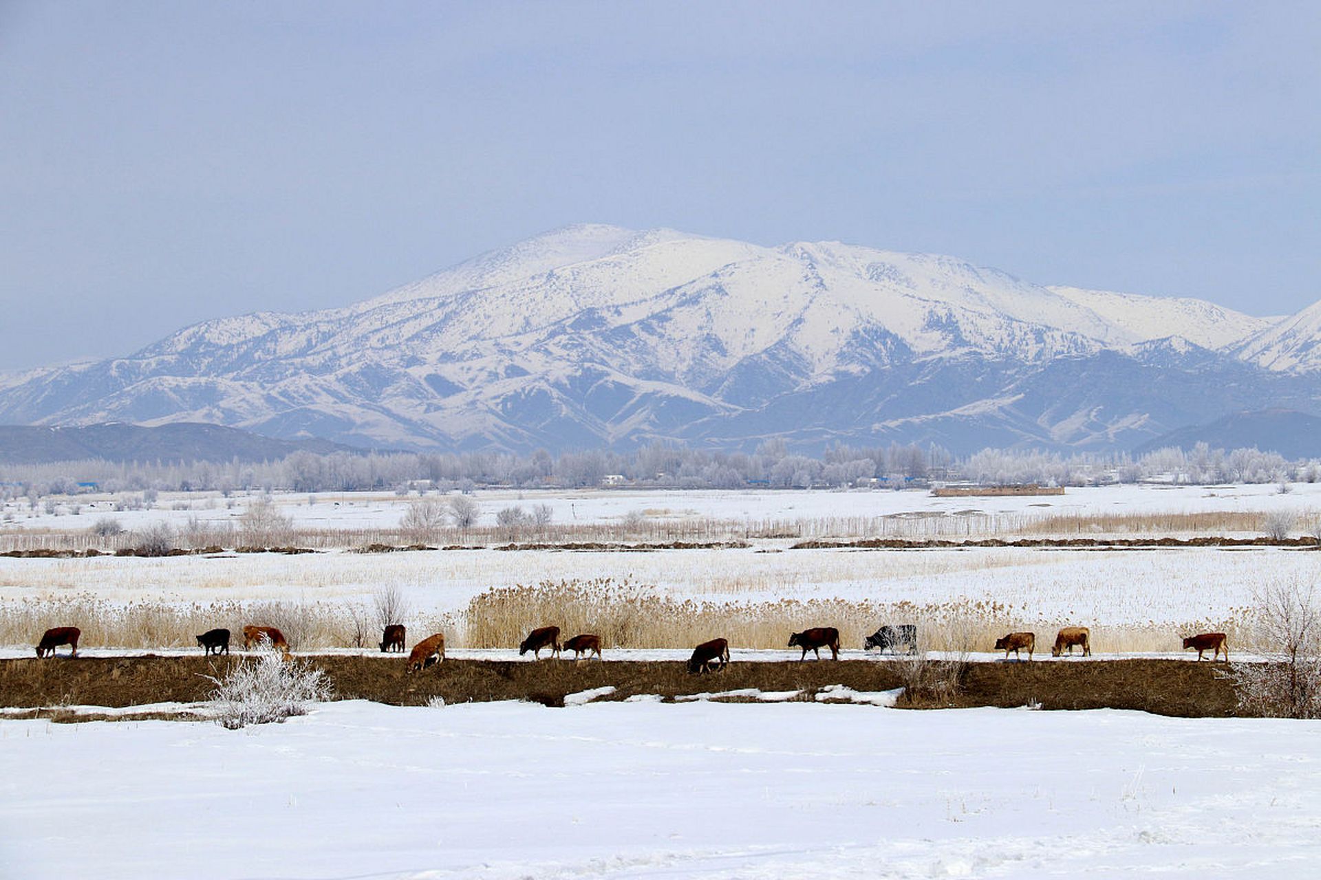 9015 草原雪景美不胜收:喀拉峻大草原位于新疆伊犁河谷,是中国最