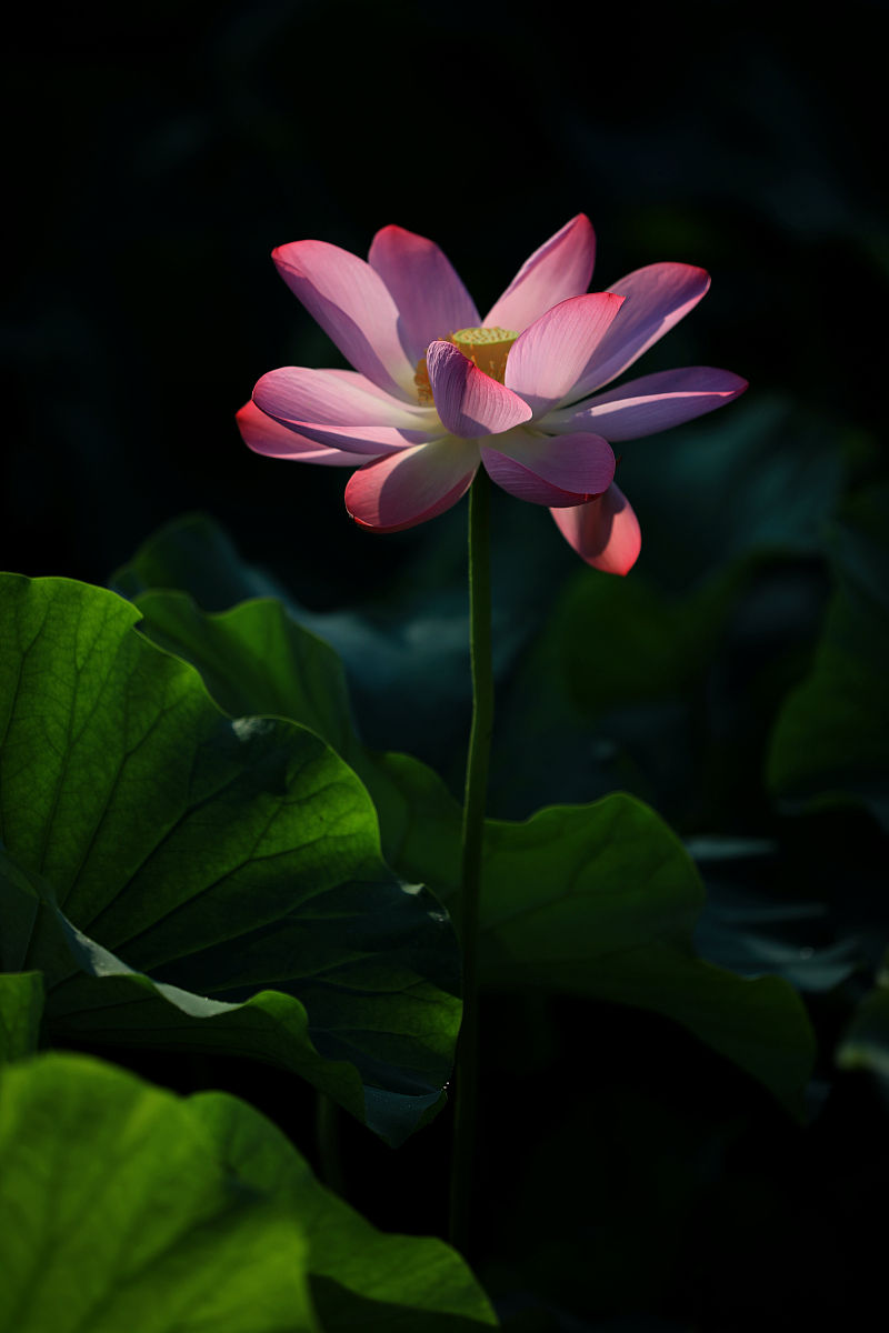 清晨雨露图片 莲花图片