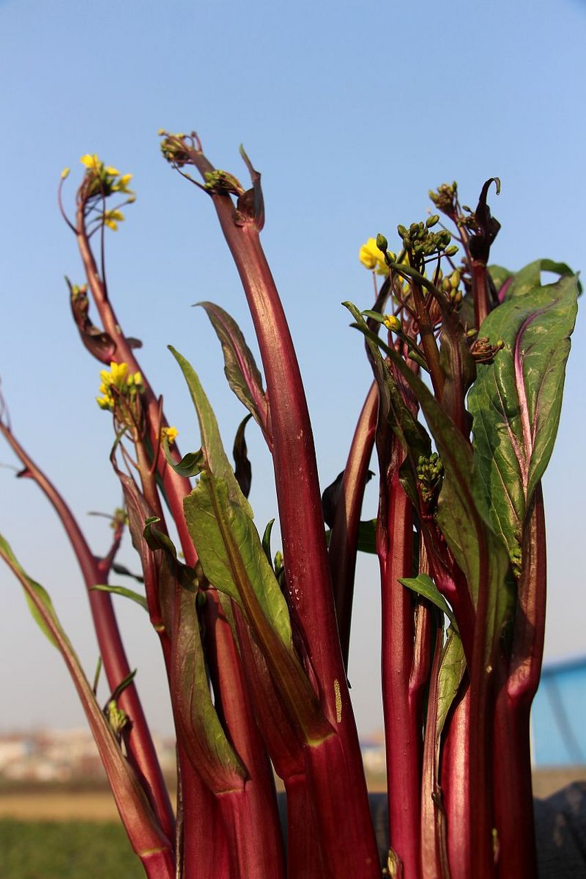 大红大紫冻霜后,恋恋洪山我又来.  #湖北特产# #武汉美食# #诗词