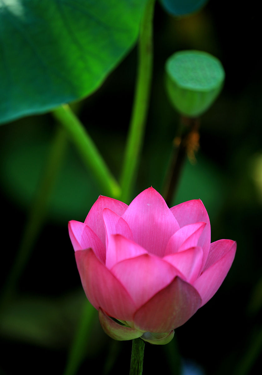 清晨雨露图片 莲花图片