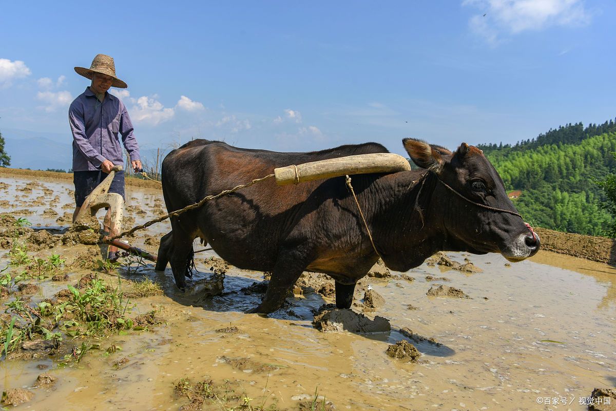 我家的那头老牛「大黑」(适合农村人看)