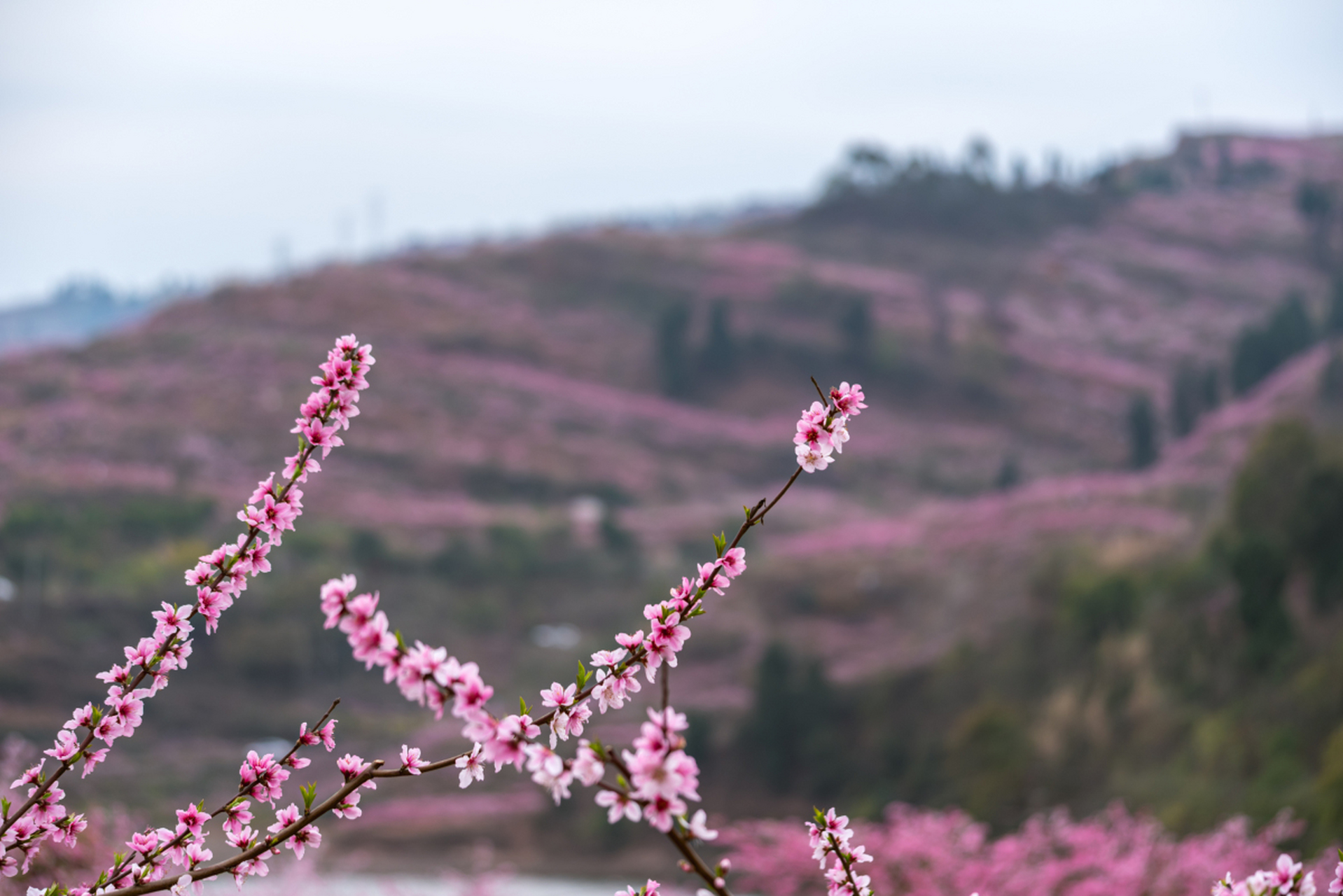 龙泉桃花沟图片