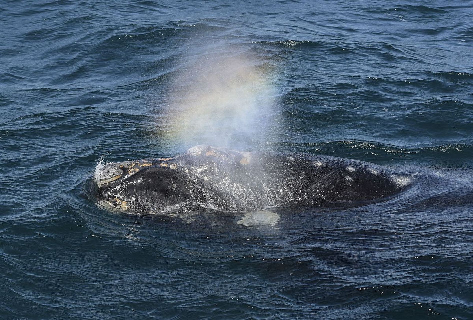 蓝鲸,作为地球上最大的动物,蓝鲸的庞大身躯令人惊叹