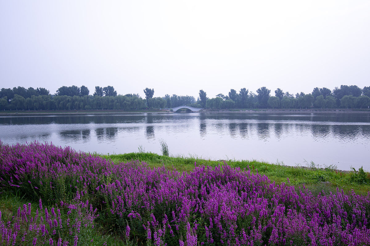 千屈菜在园林景观中的应用,千屈菜种植,千屈菜净化水质