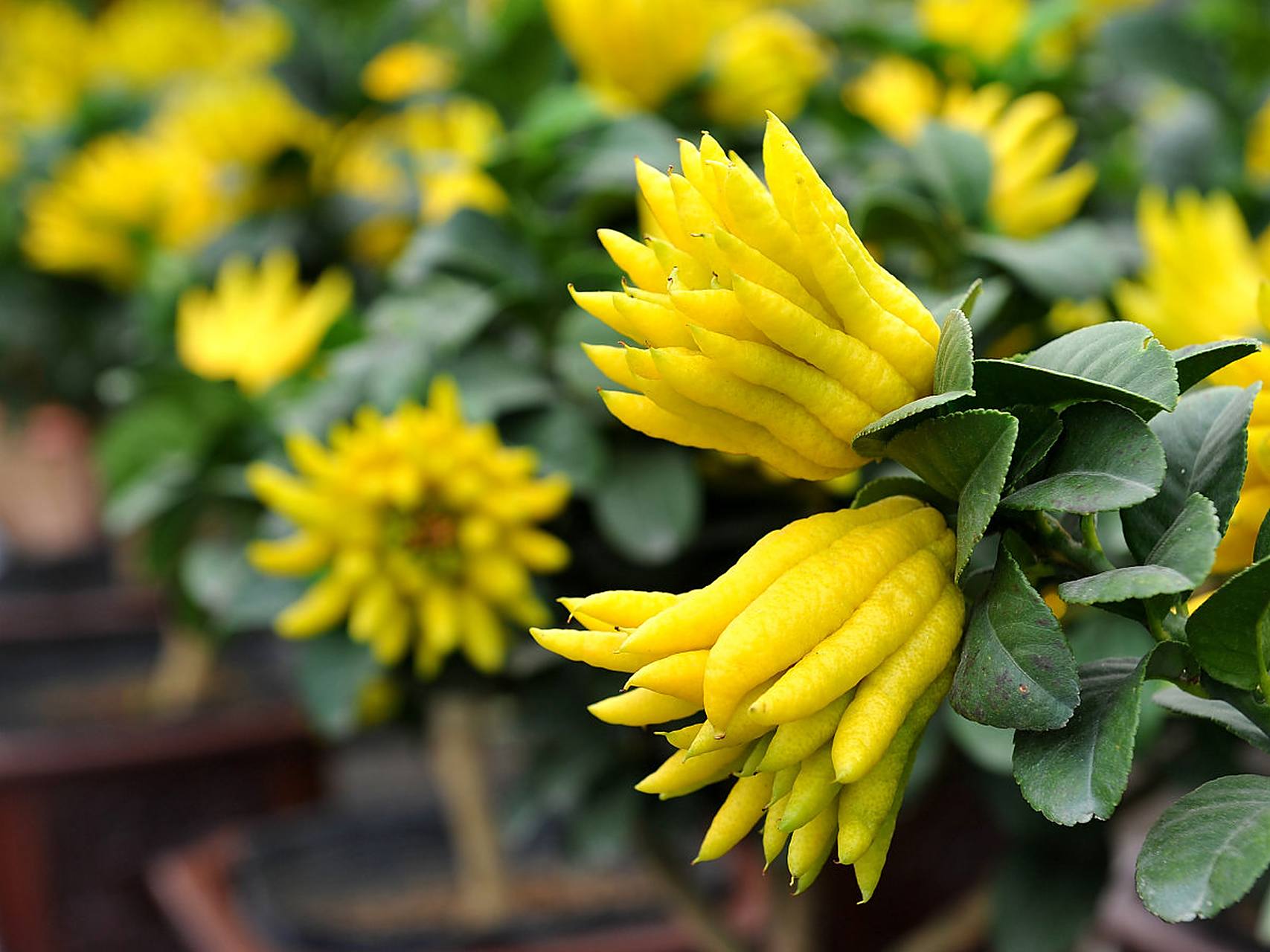 观赏佛手是一种常见的盆栽植物,要茁壮成长需注意:选购健康,土壤疏松