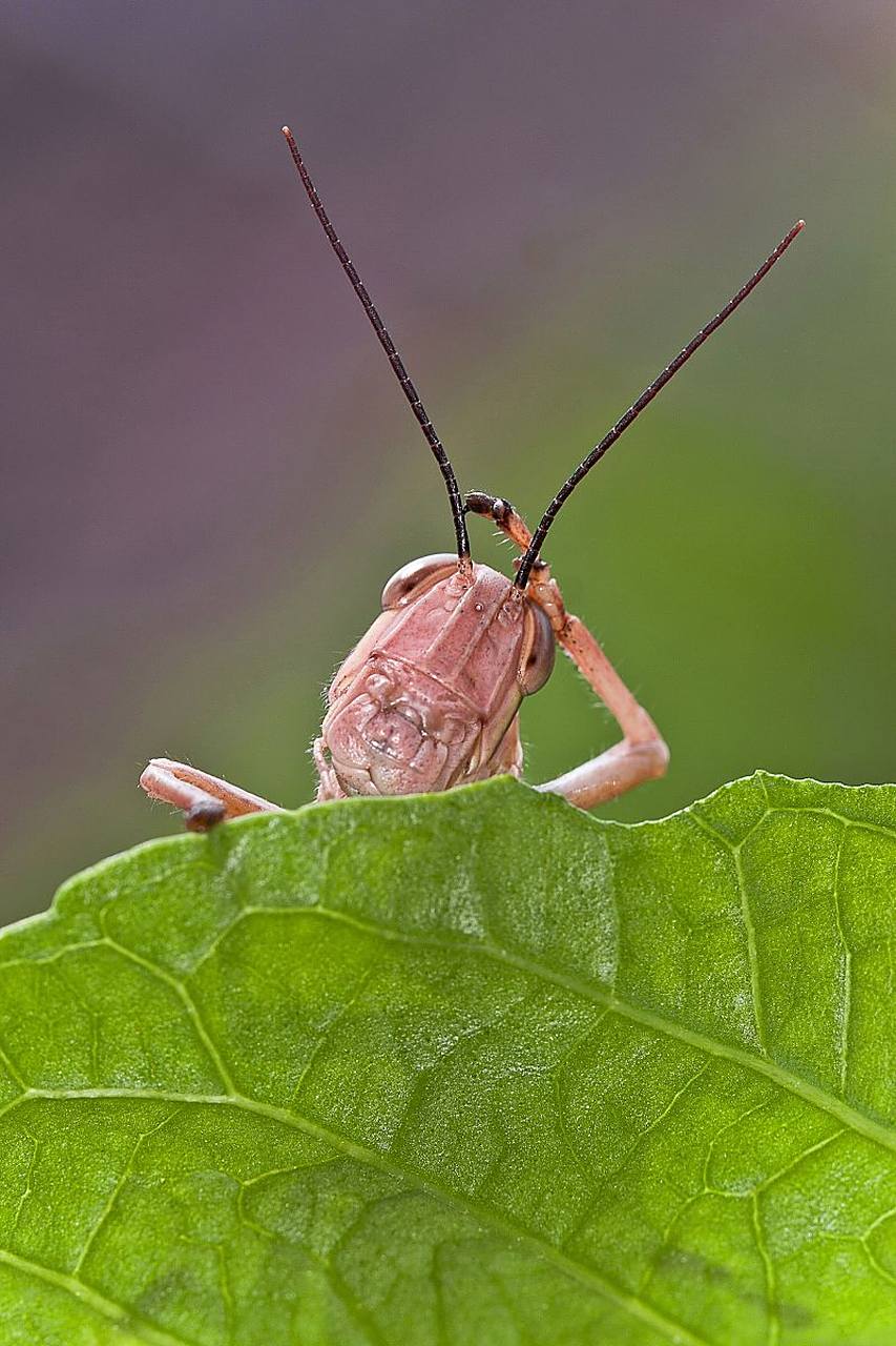 蚱蜢是一种昆虫,有着细长的身体和褐色的硬壳.