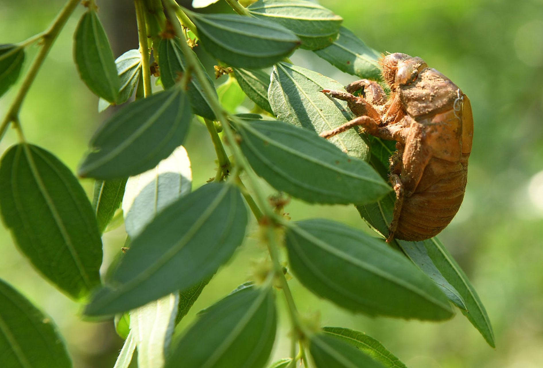 到了夏天,最烦人的就是树上的知了了,有日无夜地叫着,它们好像不懂得