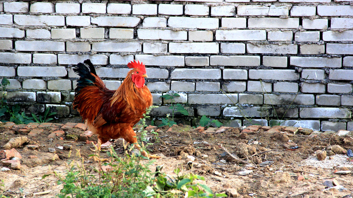 我妈几年前去城里亲戚家,想着有俩个老人家,就送了两只自己养的大公鸡