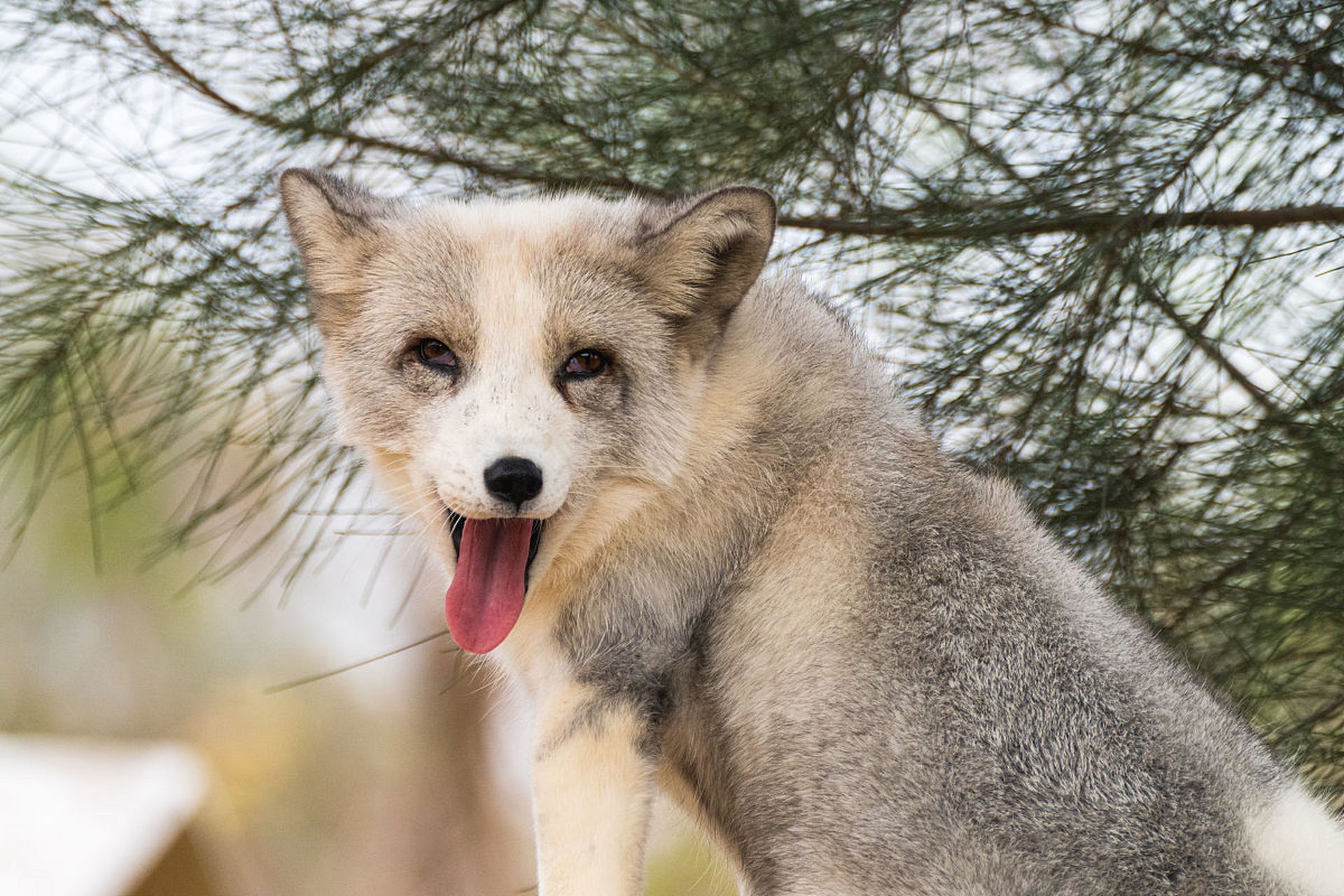 狐狸是一种哺乳纲食肉目犬科狐属的动物,通常被称为狐狸.