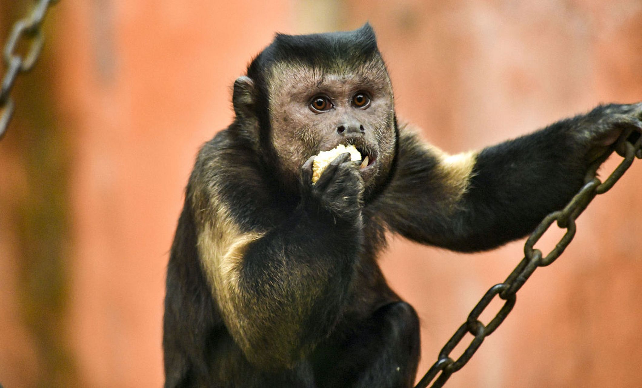 来源于济南市动物园,是从南美引进的,性格活泼好动,表情特别丰富