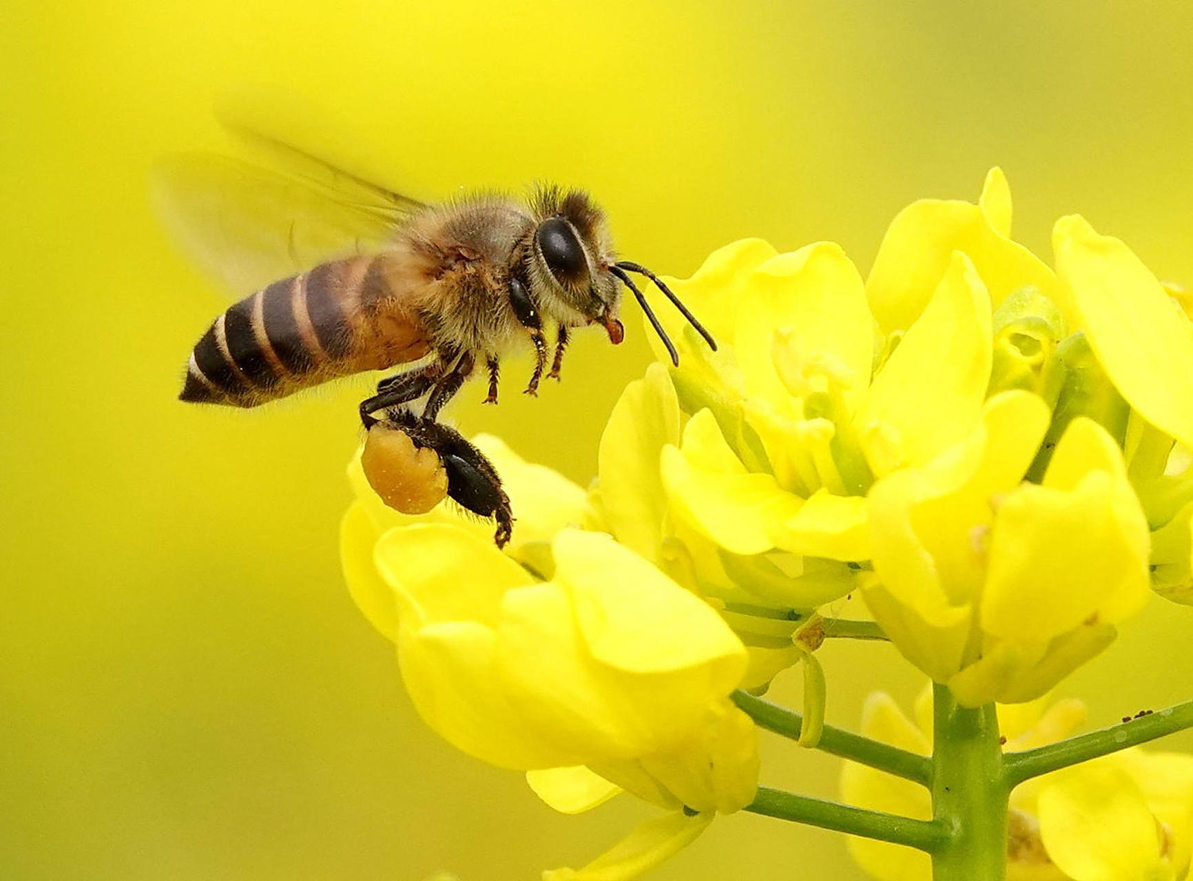 蜜蜂采蜜是一种非常神奇的过程,让人不禁感叹大自然的奇妙.你知道吗,