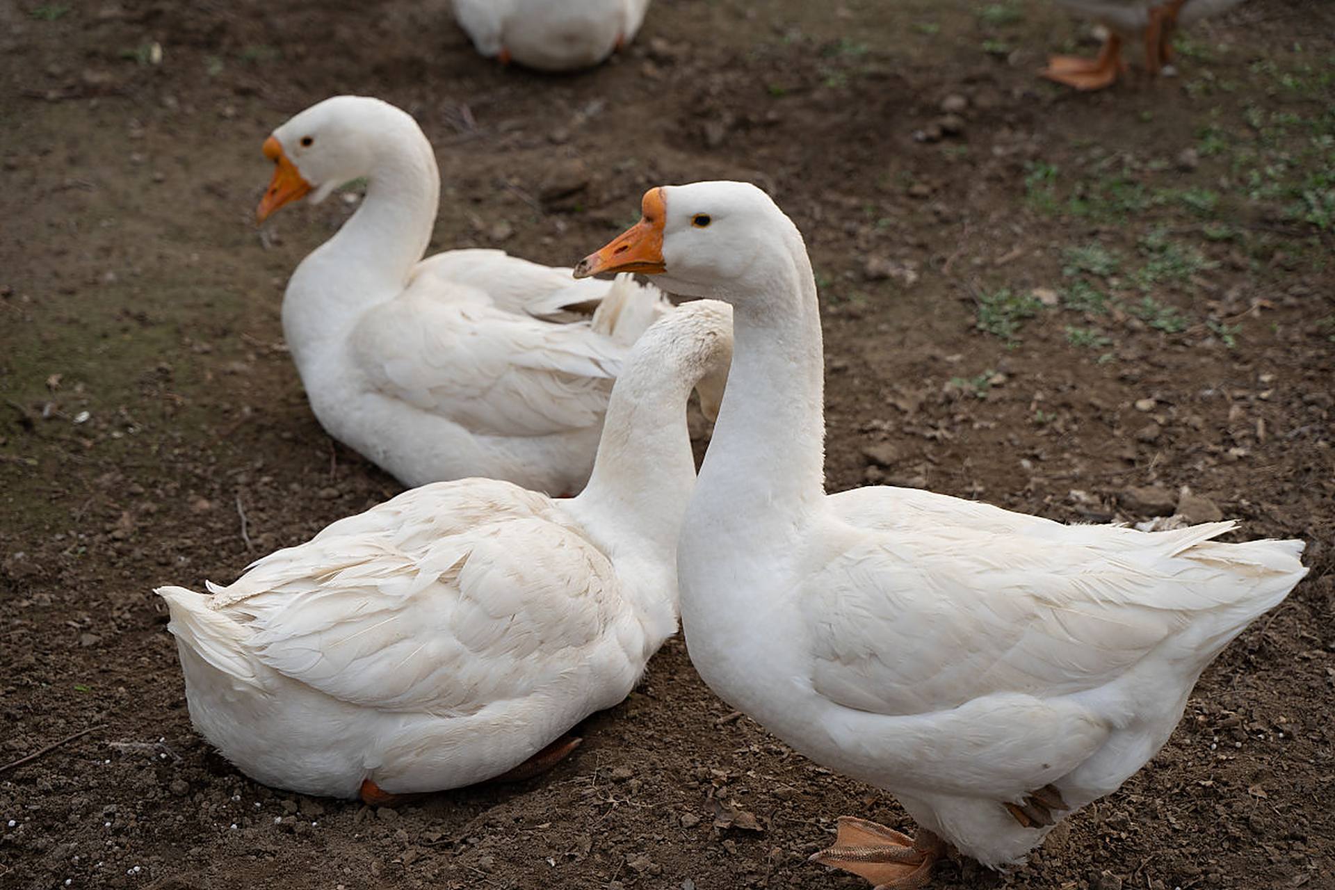 我妈常跟我提起她小时候养的一群鹅,为首的是头大公鹅,带着一群小母鹅