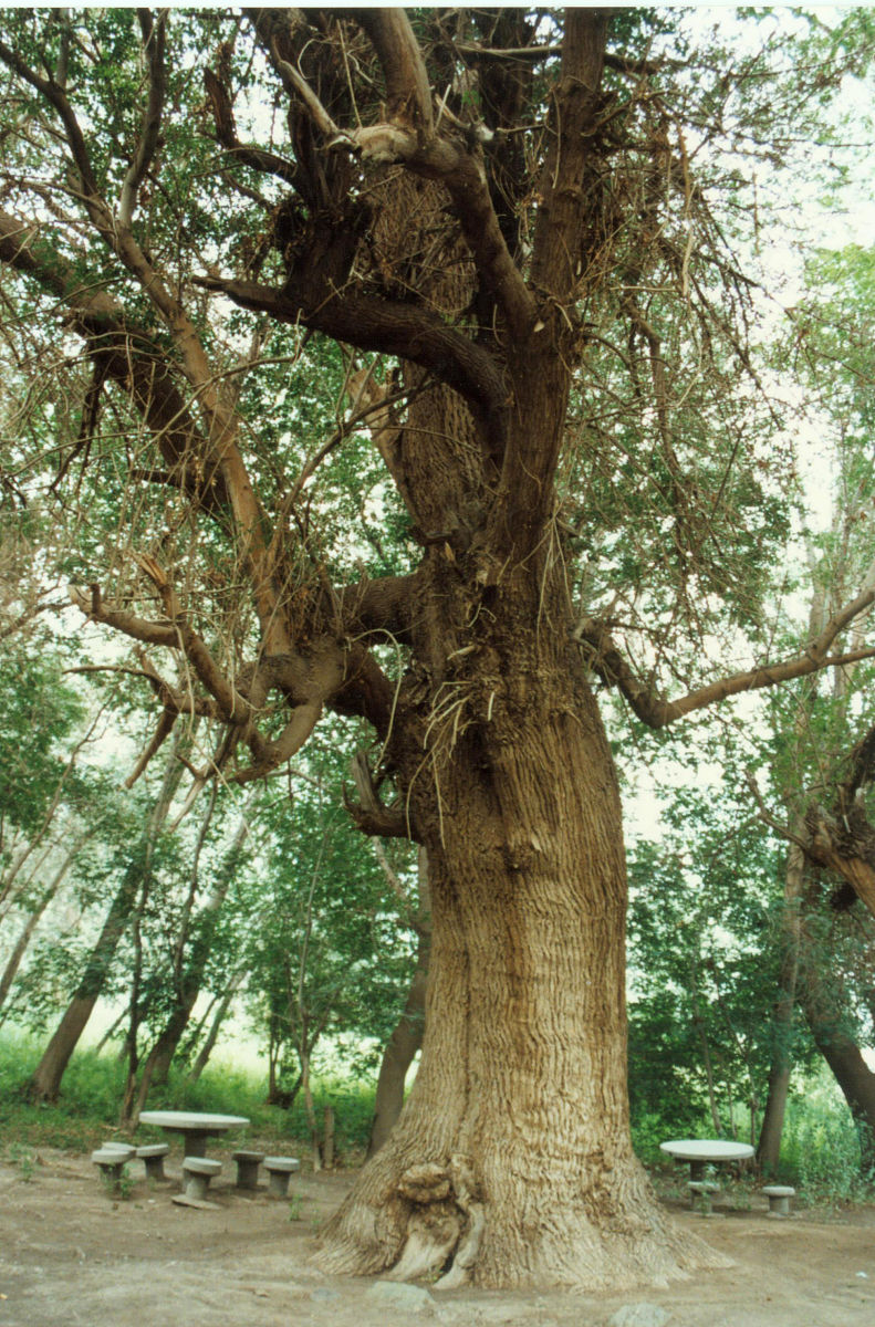 韩愈在面对人们不怀好意批评李白杜甫时,说道:"蚍蜉撼大树,可笑不自