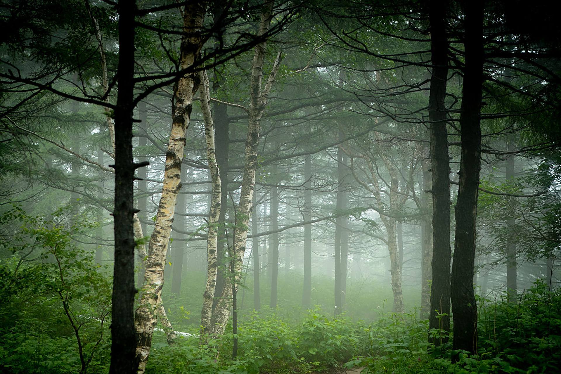 雨后的森林格外清新,空气中弥漫着泥土的芬芳.