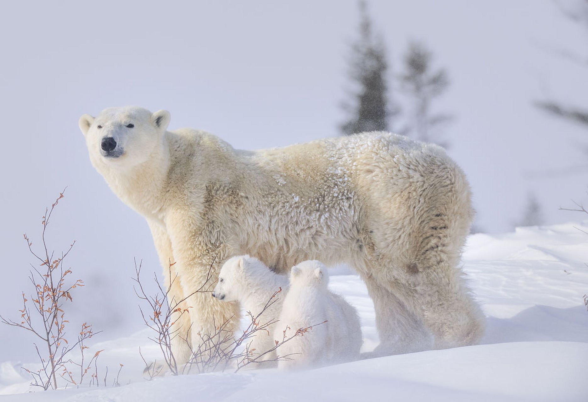 北极熊妈咪带着北极熊宝宝在雪地里边玩耍边觅食.#动物趣图