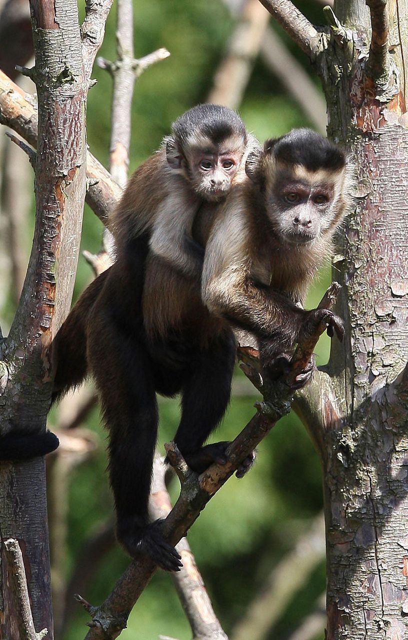 卷尾猴:是一种中等体型的猴子,分布在南美洲的西海岸和中部.