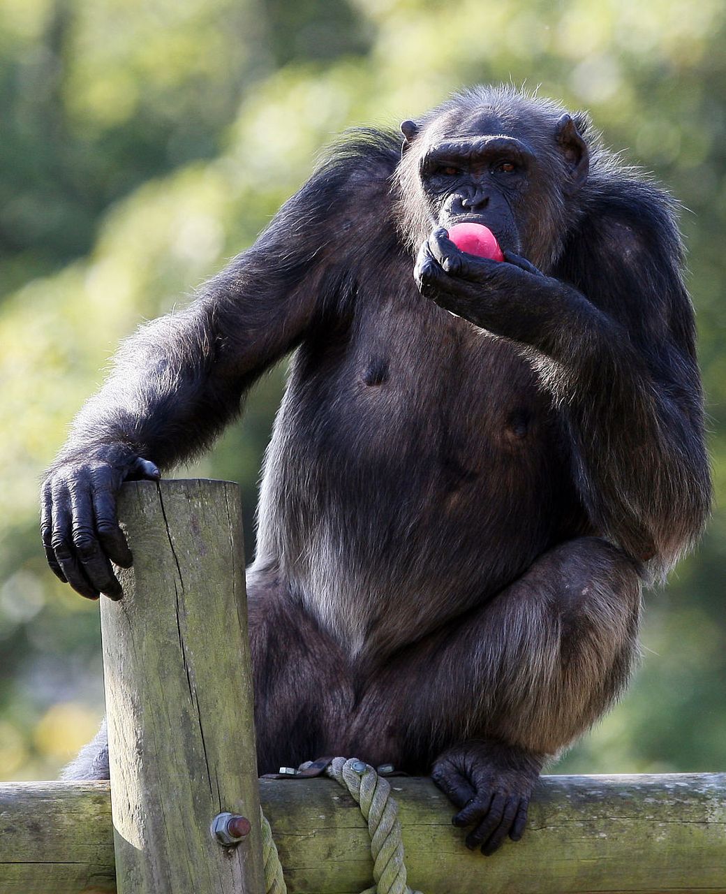 强壮的黑猩猩:自然界的力与美  在广袤的大自然中,有一种动物以其无与