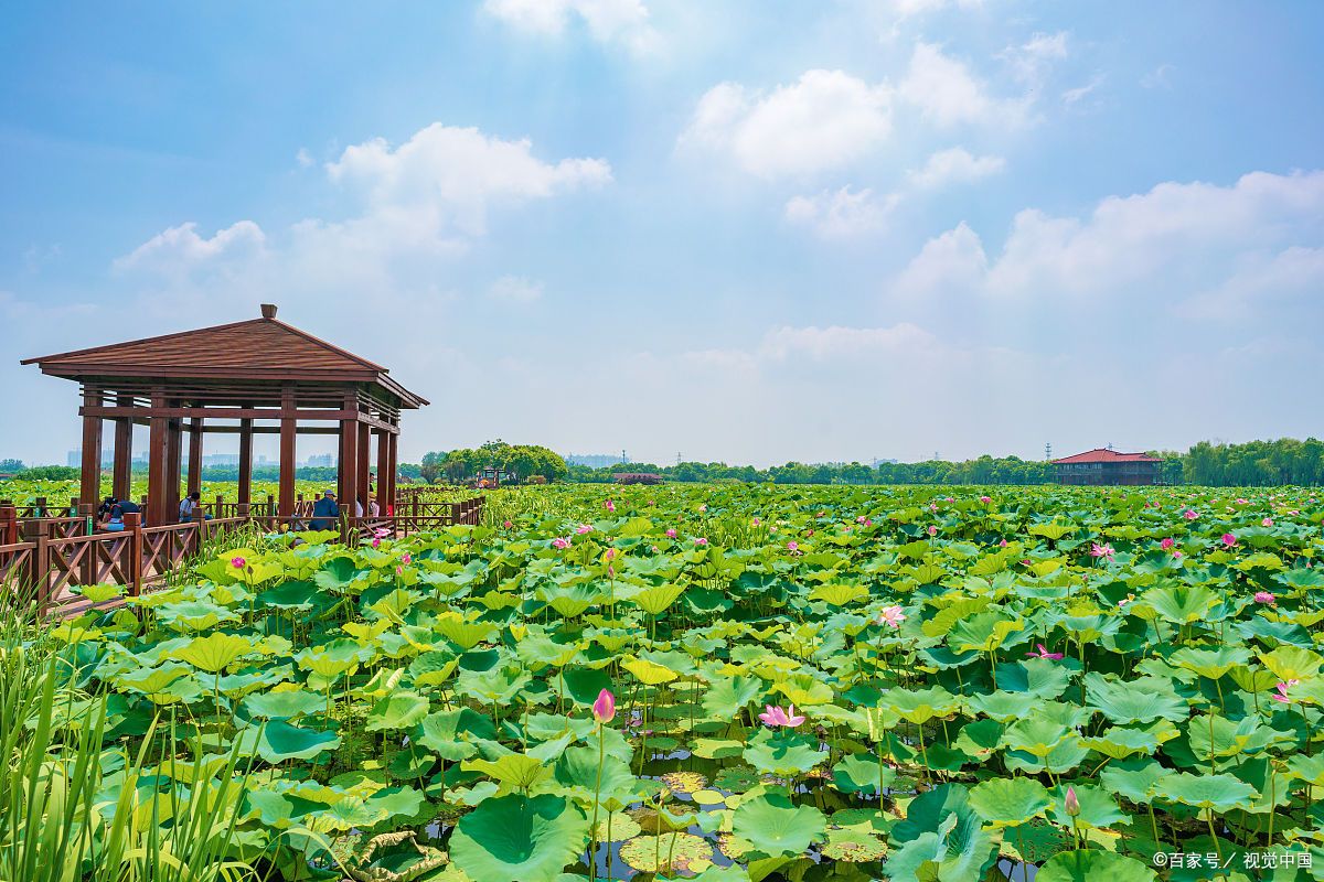 穿越花海,体验田园乐趣,衢州盛世莲花等你来嗨!