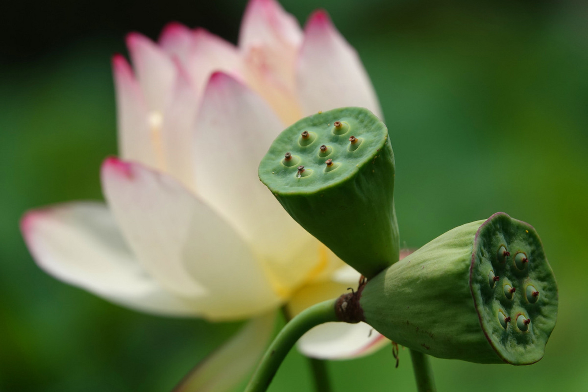 漂亮的莲花图片大全集图片