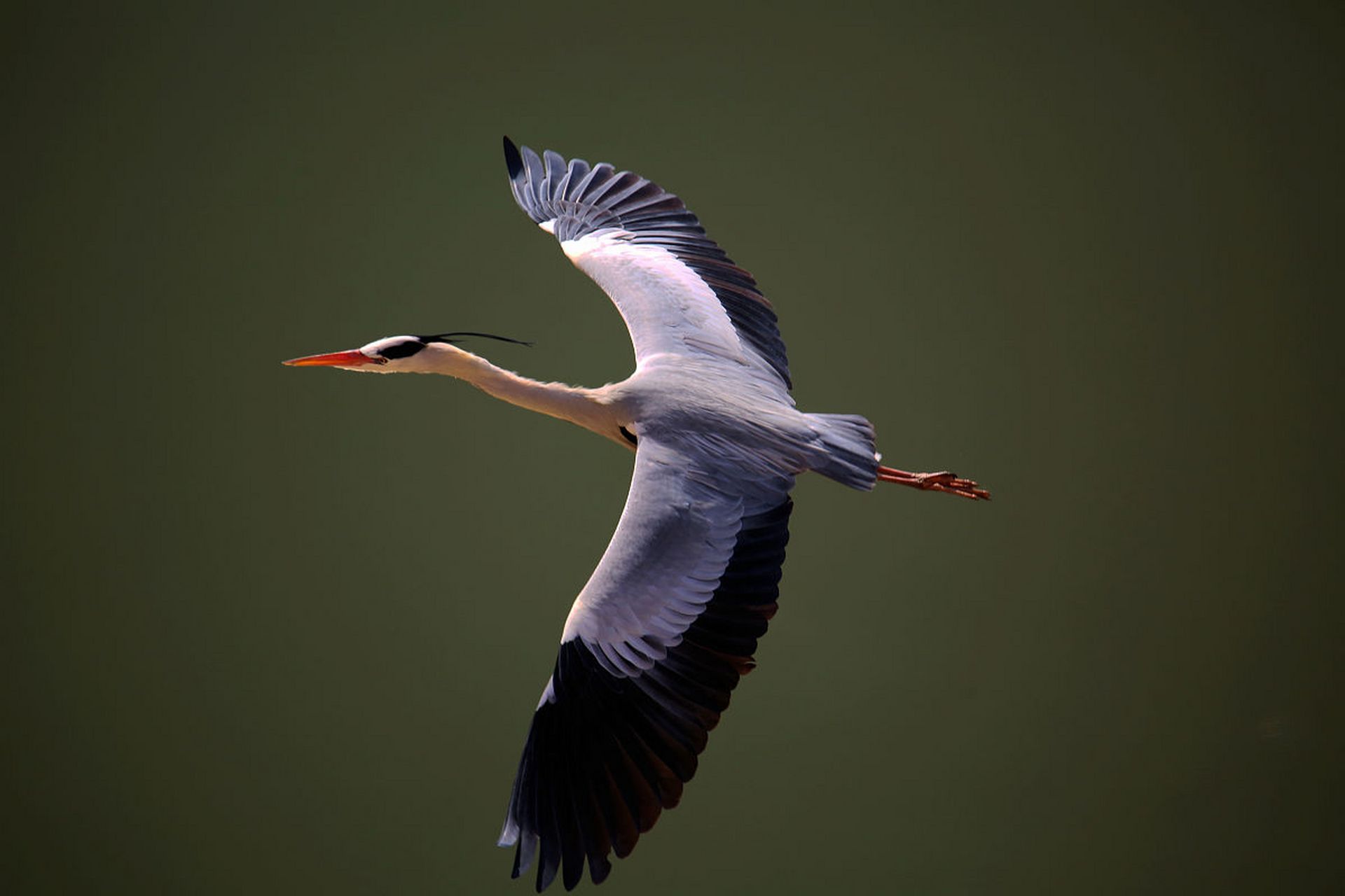 这种独特的外貌让苍鹭在鸟类中
