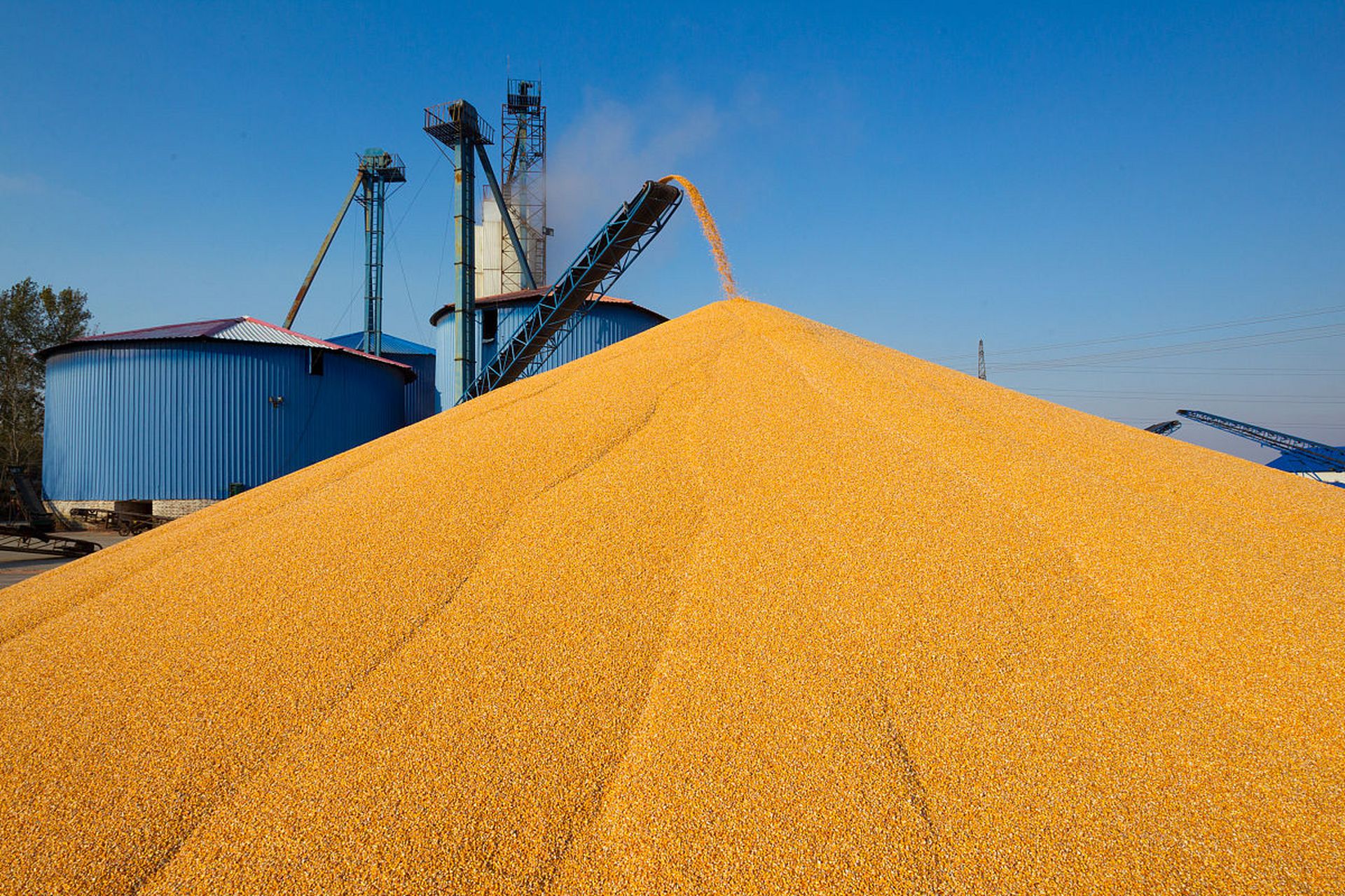 二等玉米是中国玉米市场中的重要品种,具有广泛的应用领域和市场需求.