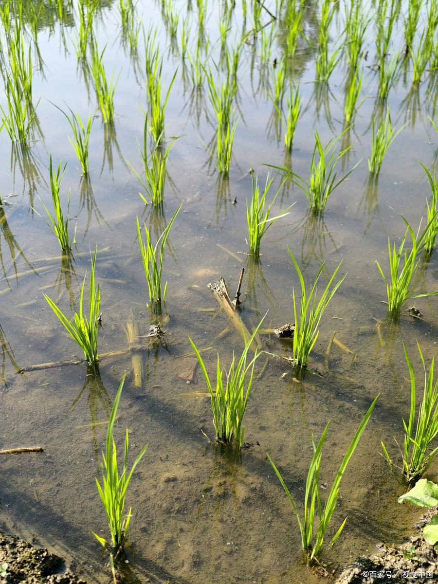 水稻秧苗发黄怎么补救?别让"黄苗"毁了收成!