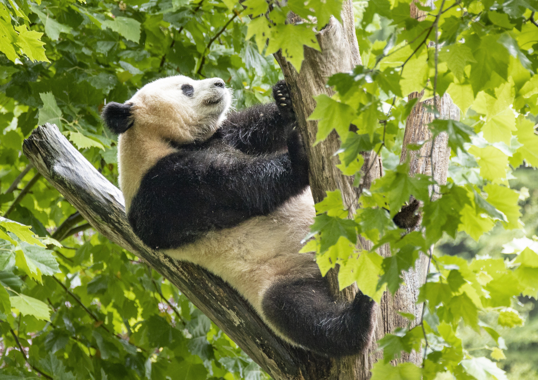 大熊猫身体胖软,头圆脸短,头部和身体毛色黑白相间,四肢和肩膀是黑色