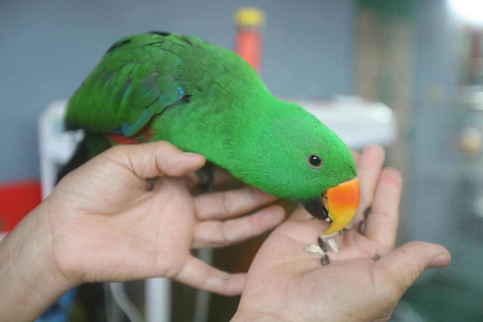 柔美漂亮的绿色鹦鹉. #动物趣图