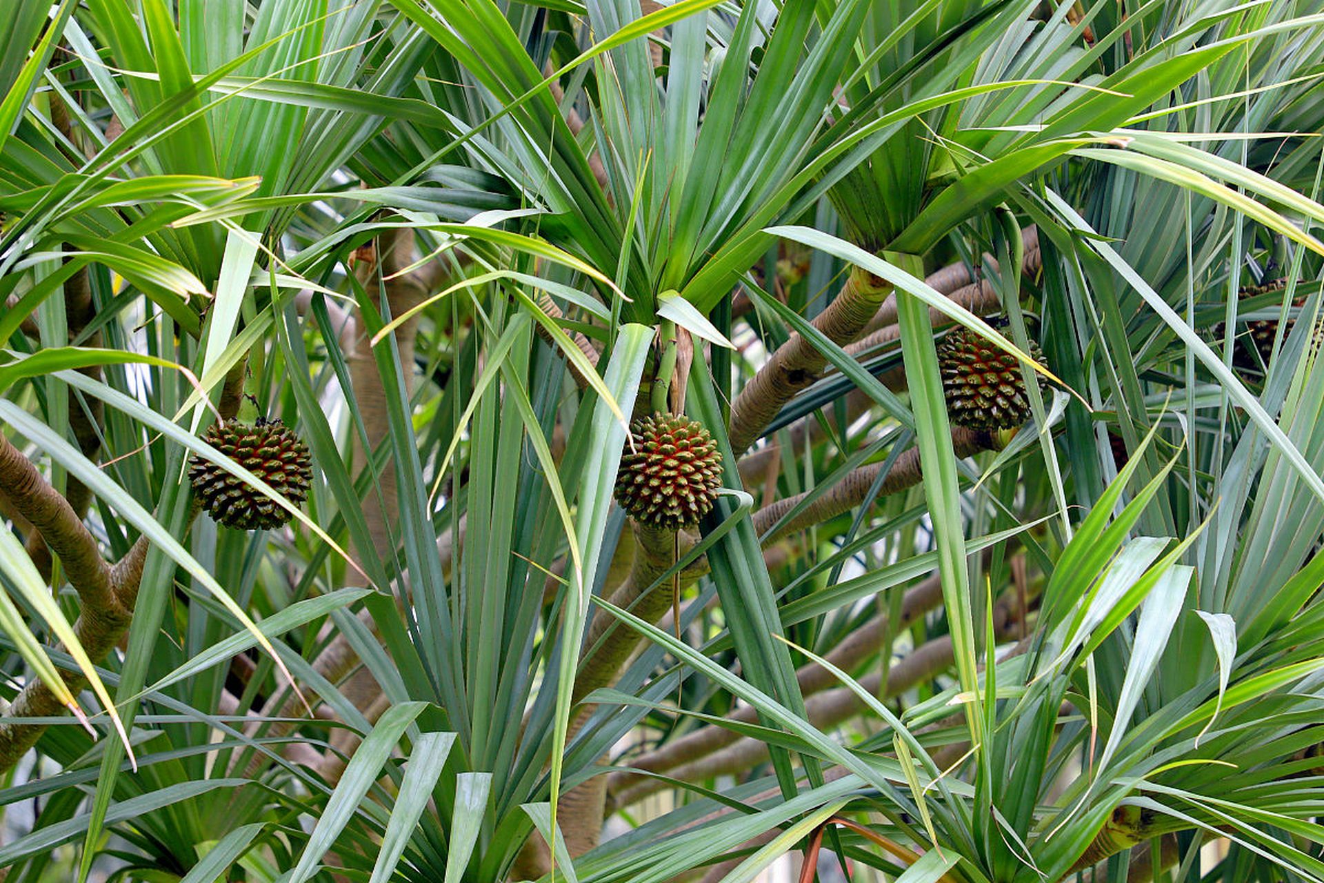 露兜果:和甘蔗有点像,味道甜甜的.#植物趣图
