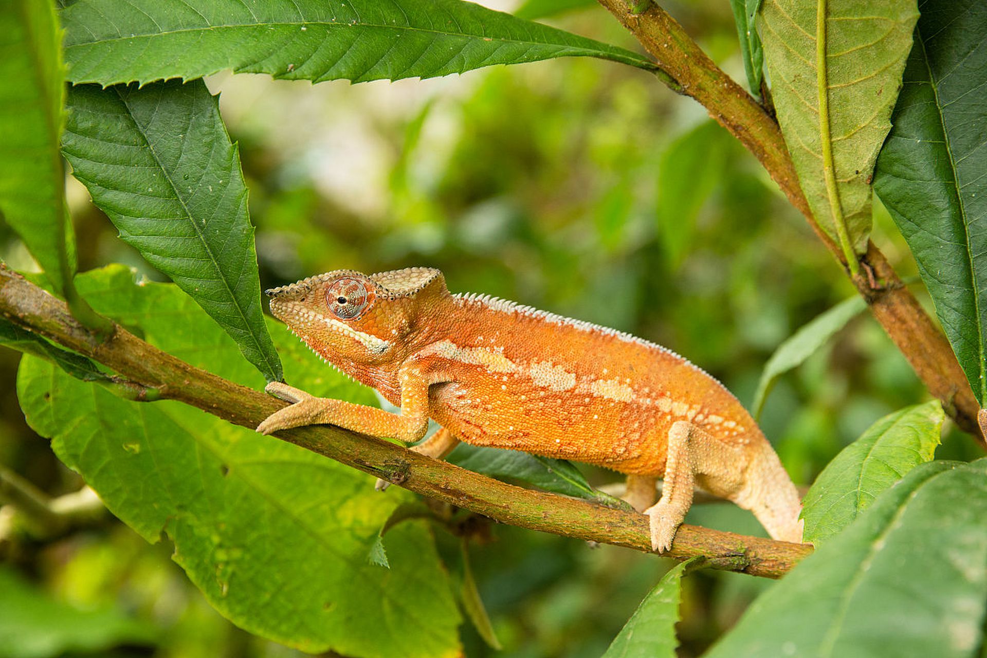 变色龙能够随着环境因素(如光线,温度,湿度等)的变化而改变自身的颜色
