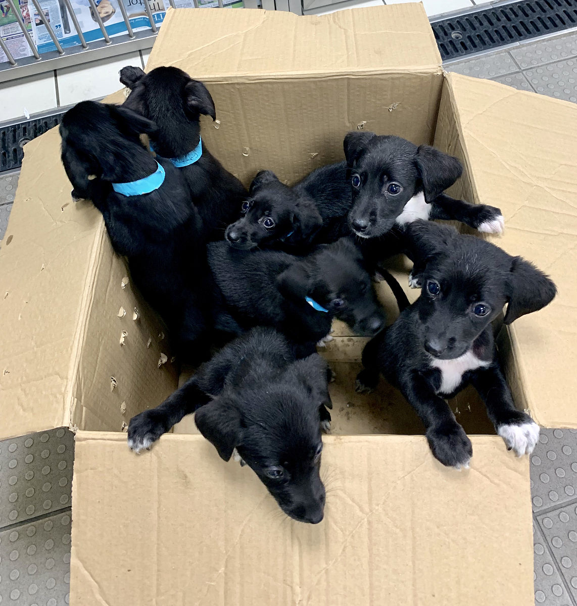 狗狗帮主人拿纸3入茅厕淡定转身