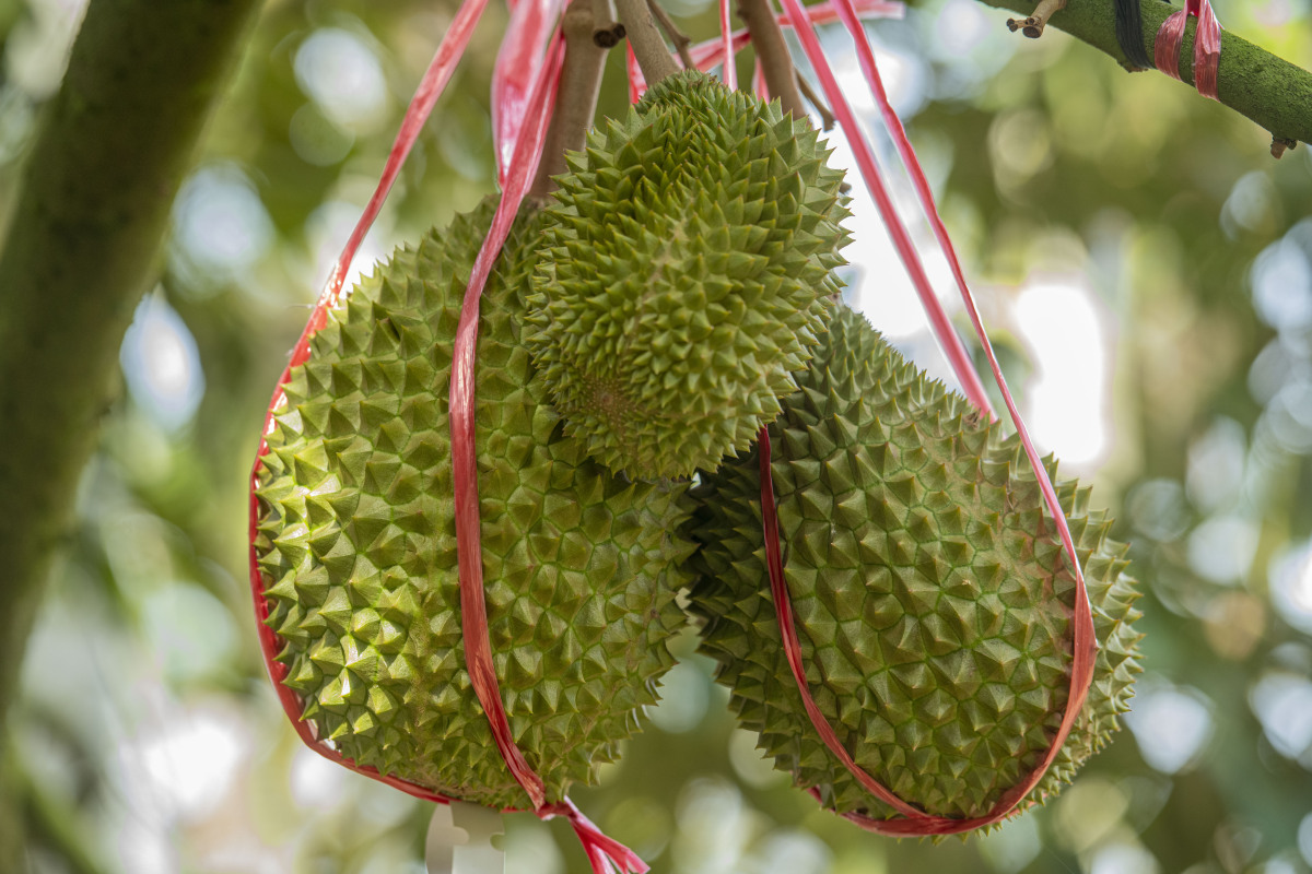 【榴莲:独特的美味,丰富的营养】榴莲,被誉为"果中之王",其美味与营养