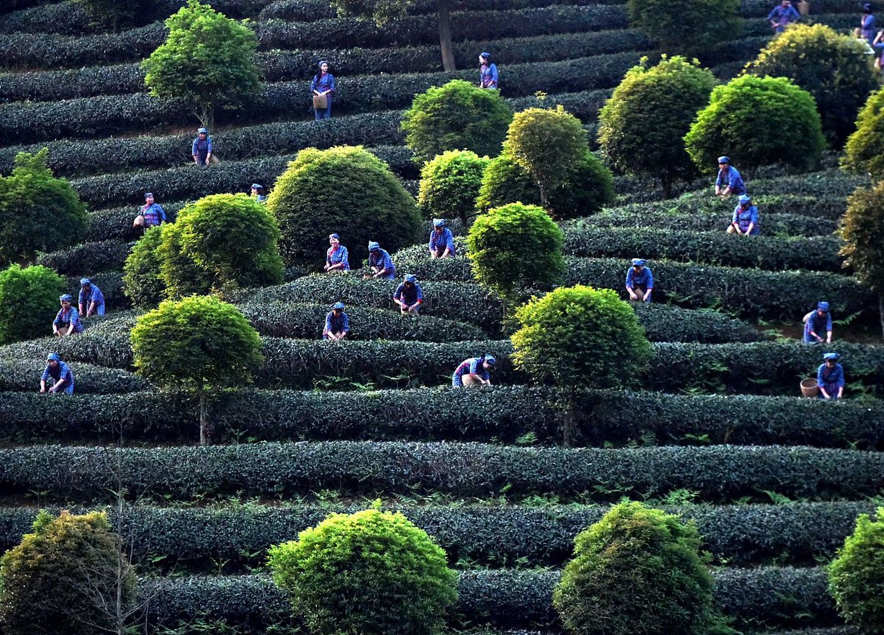 99 陕西·汉中  汉中西乡茶园,绿意盎然,茶香四溢95.