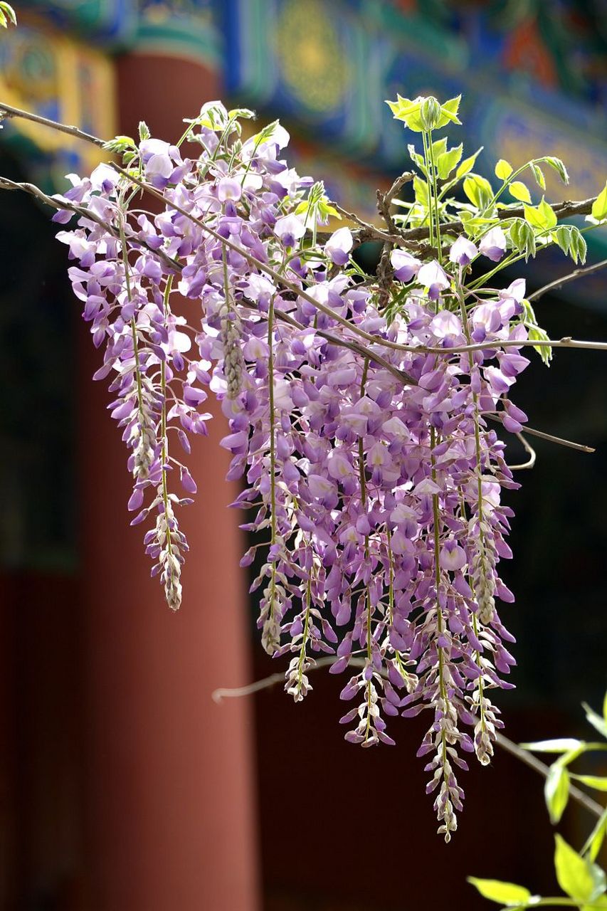 秋天# 描写紫藤花的优美句子:在秋天的微风中,紫藤花垂挂在枝躺上