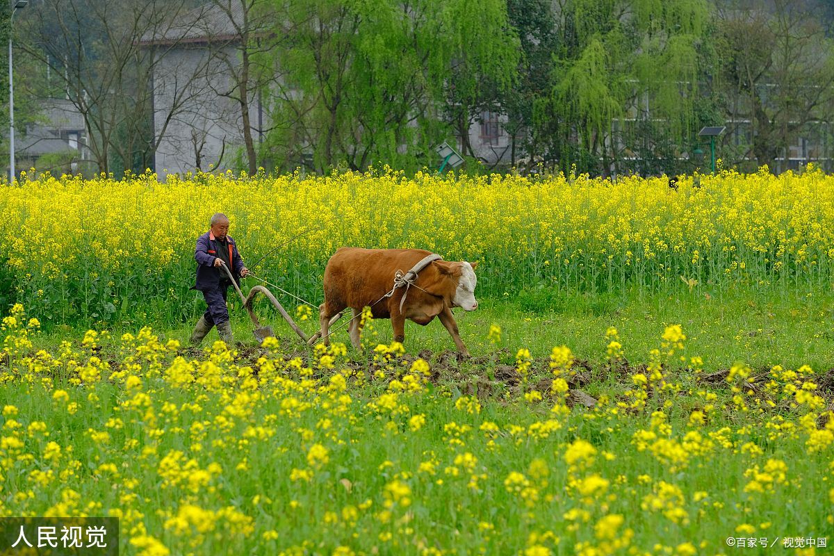 "春耕牛忙菜花黄,田畴翻浪土飘香