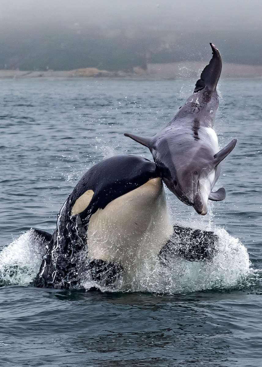 虎鲸的智商有多高?