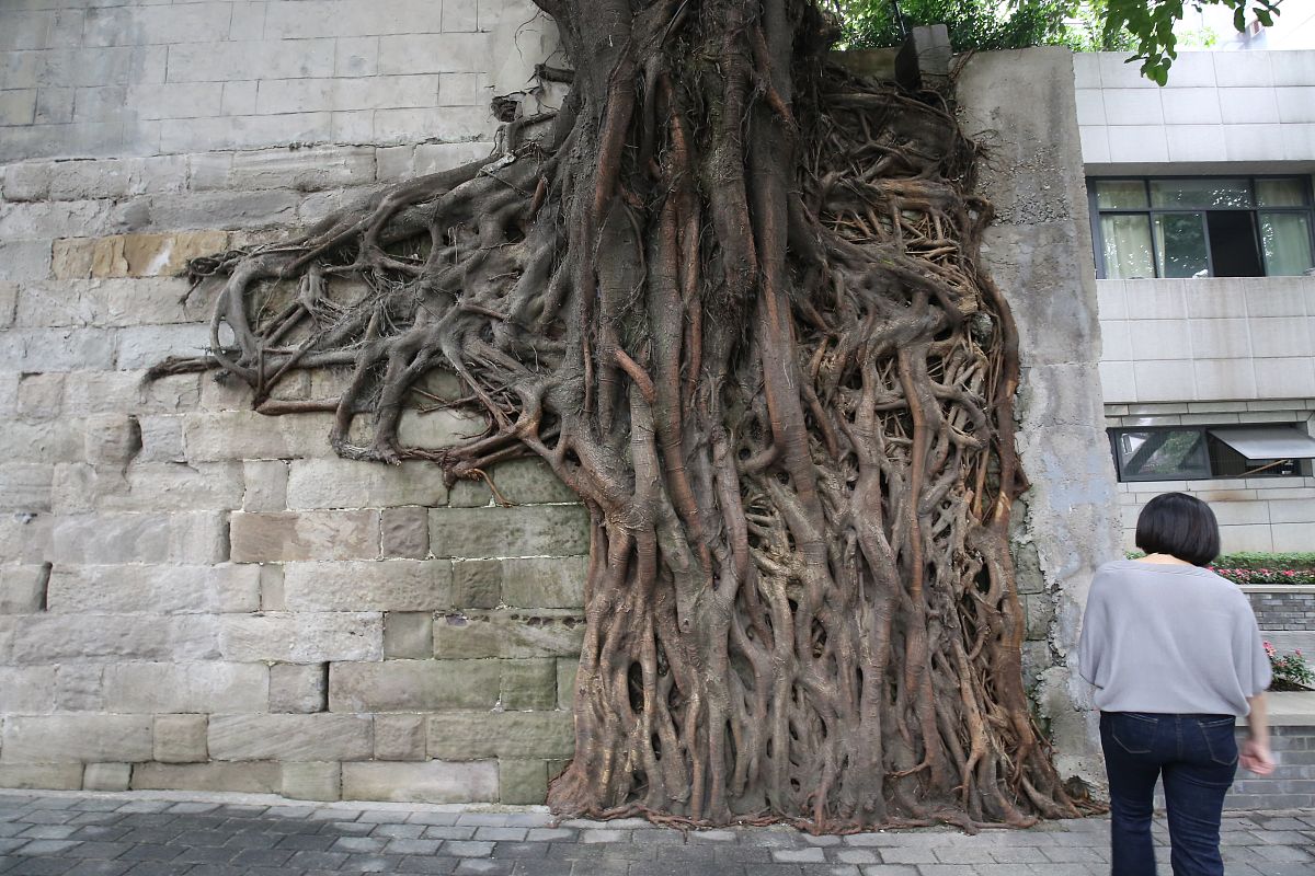 "树怕剥皮,人怕受伤"!