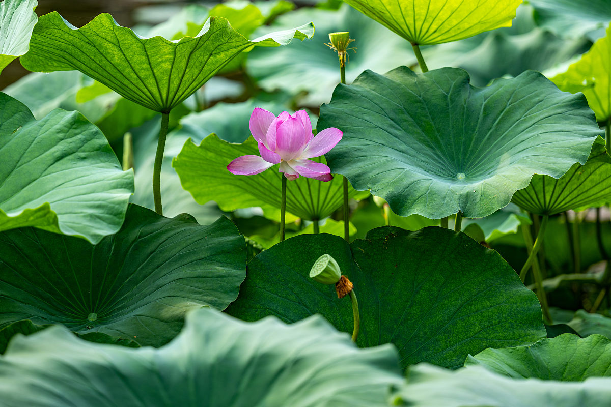 龙井茶香亲脾胃,心如止水品茗中暖风吹绿荷花红,翩翩起舞君子情