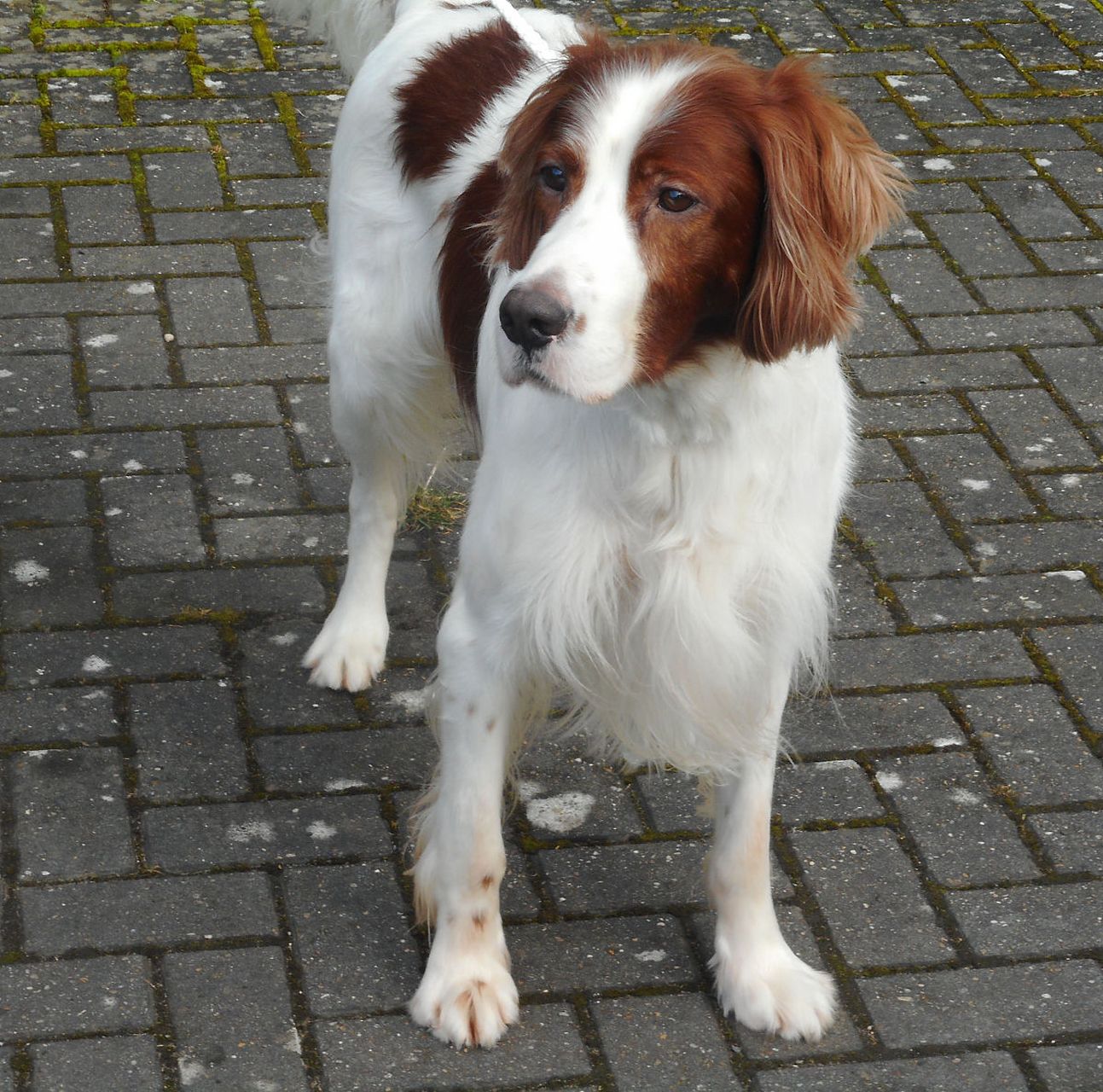 爱尔兰红白雪达犬是一种非常友好和温顺的犬种,同时也是非常聪明和