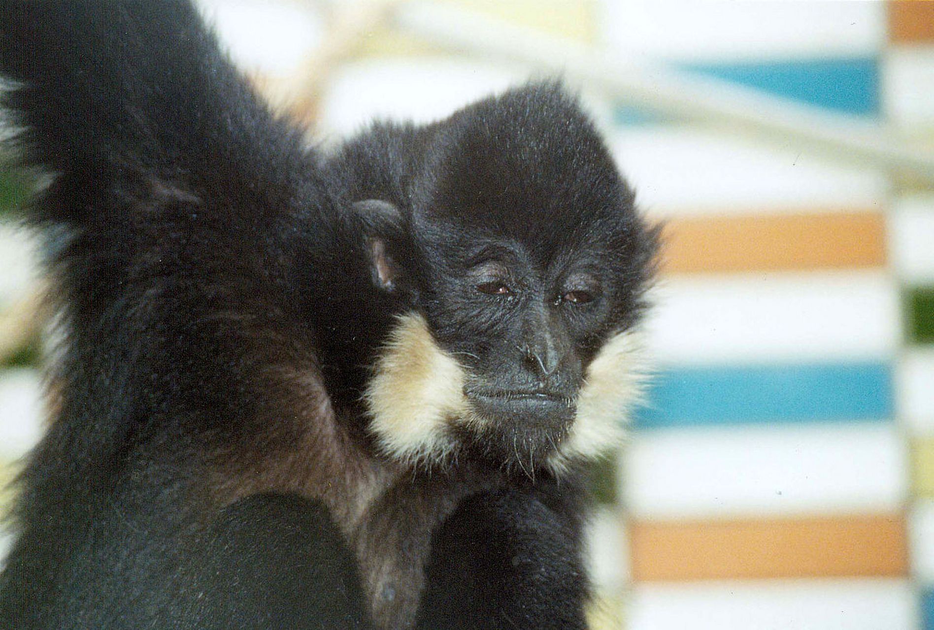 有许多不同种类的狐猴,其中最常见的是两种狐猴:指猴和绒毛猴