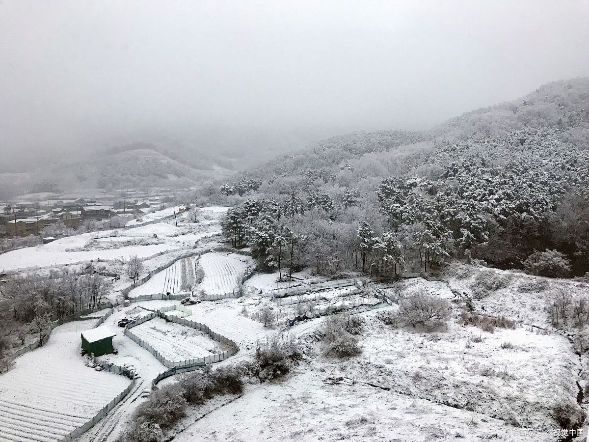 新县杨高山:入冬三日游,赏银杏村的雪景与寻觅当地美食