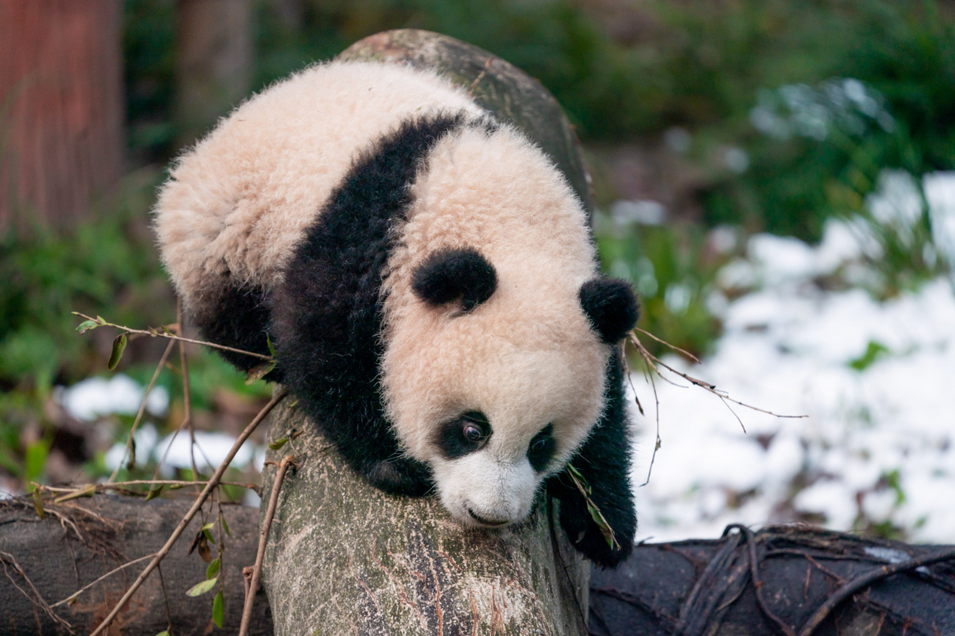 是那只呆萌可爱,黑白毛发惹人爱的大熊猫?